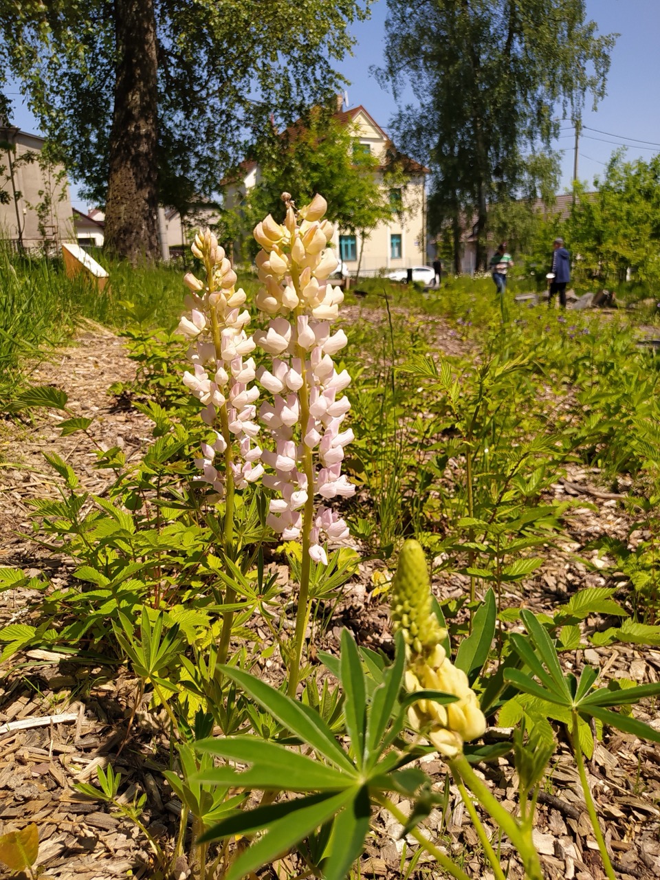 Lesní Park - fotografie 42