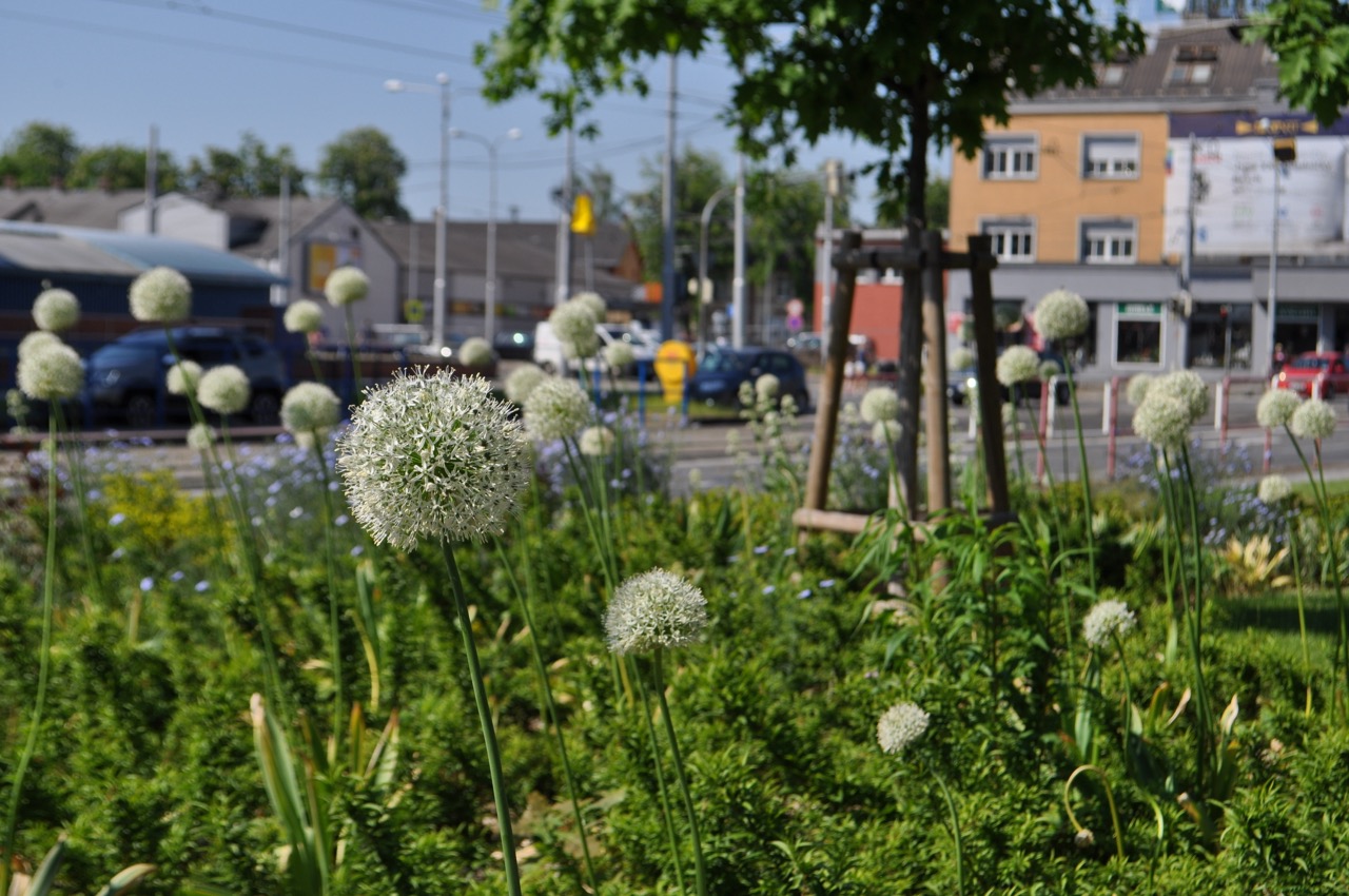 Mariánské Náměstí - Vegetační úpravy - fotografie 11