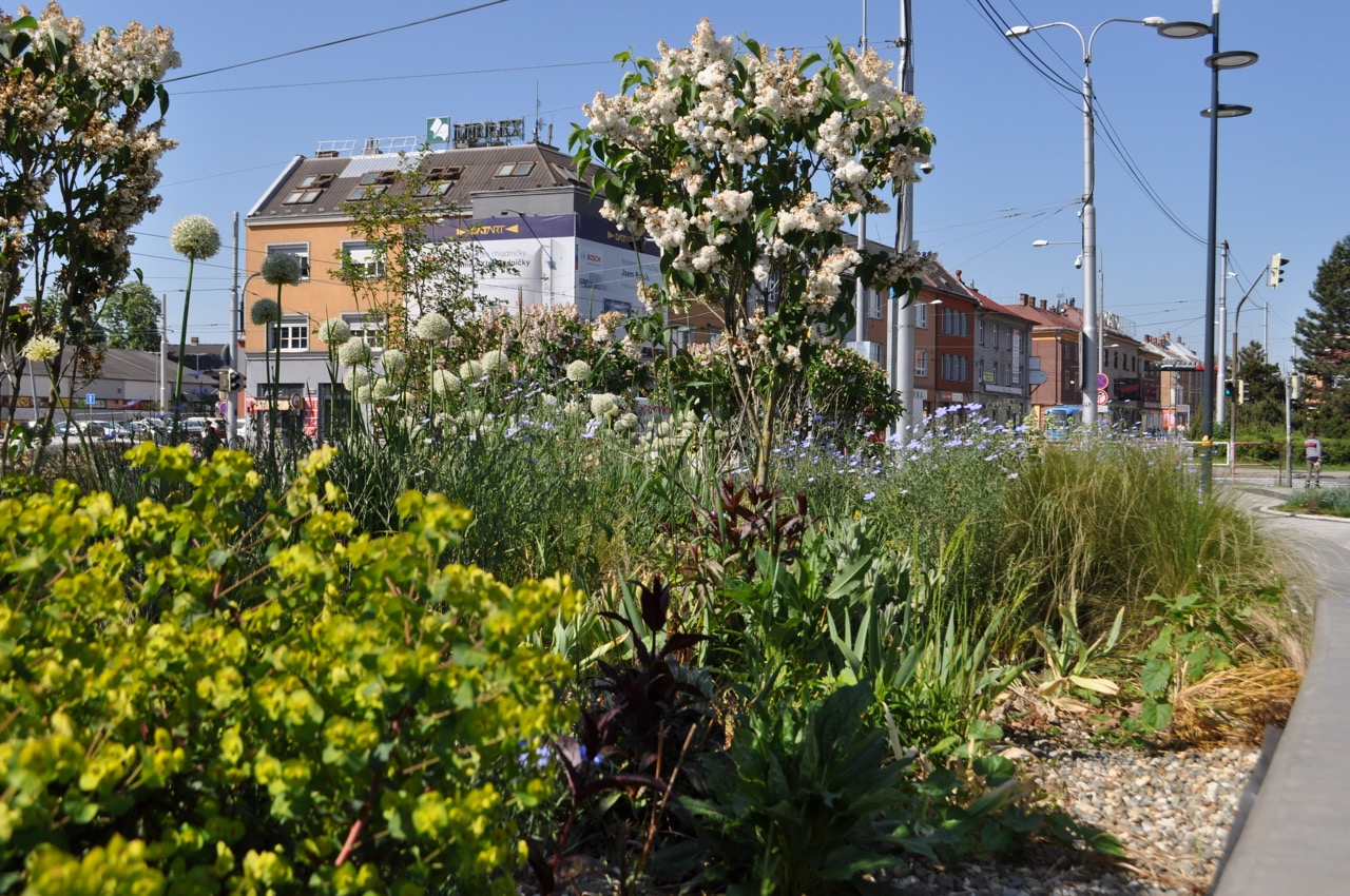 Mariánské Náměstí - Vegetační úpravy - fotografie 4